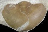 Asaphus Kotlukovi Trilobite Fossil - Russia #165445-7